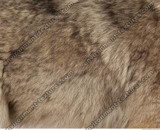 photo texture of fur 0014